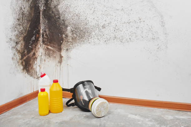 Professional Mold Remediation in Orchards, WA