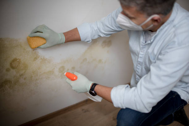 Best Commercial Mold Remediation in Orchards, WA