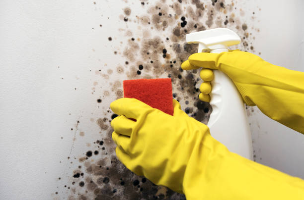 Best Bathroom Mold Remediation in Orchards, WA