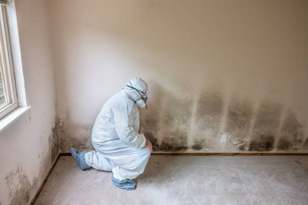 Best HVAC Mold Remediation in Orchards, WA