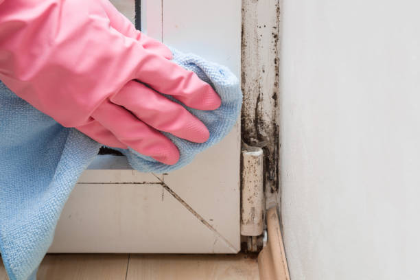 Best White Mold Remediation in Orchards, WA